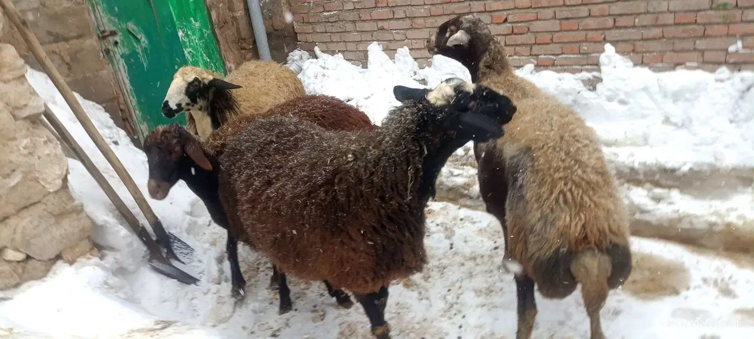 میش وبره|حیوانات مزرعه|کرفتو, |دیوار