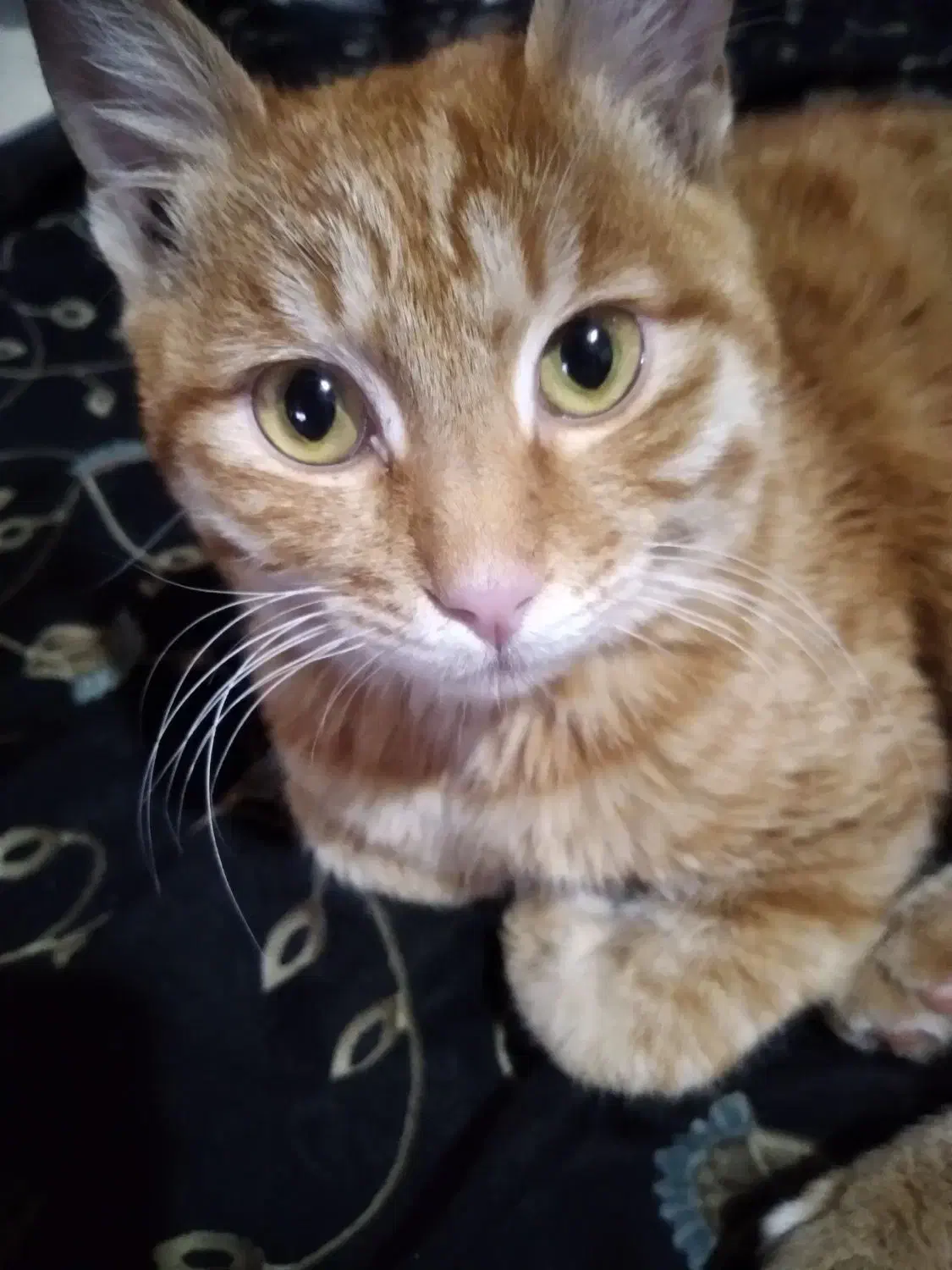 واگذاری|گربه|محمدیه-قزوین, |دیوار