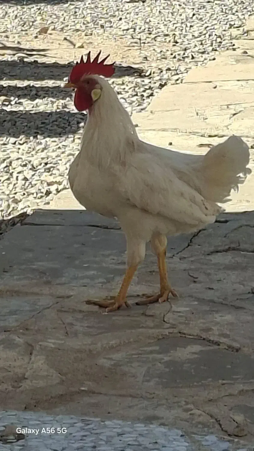 خروس|حیوانات مزرعه|مسجد سلیمان, |دیوار