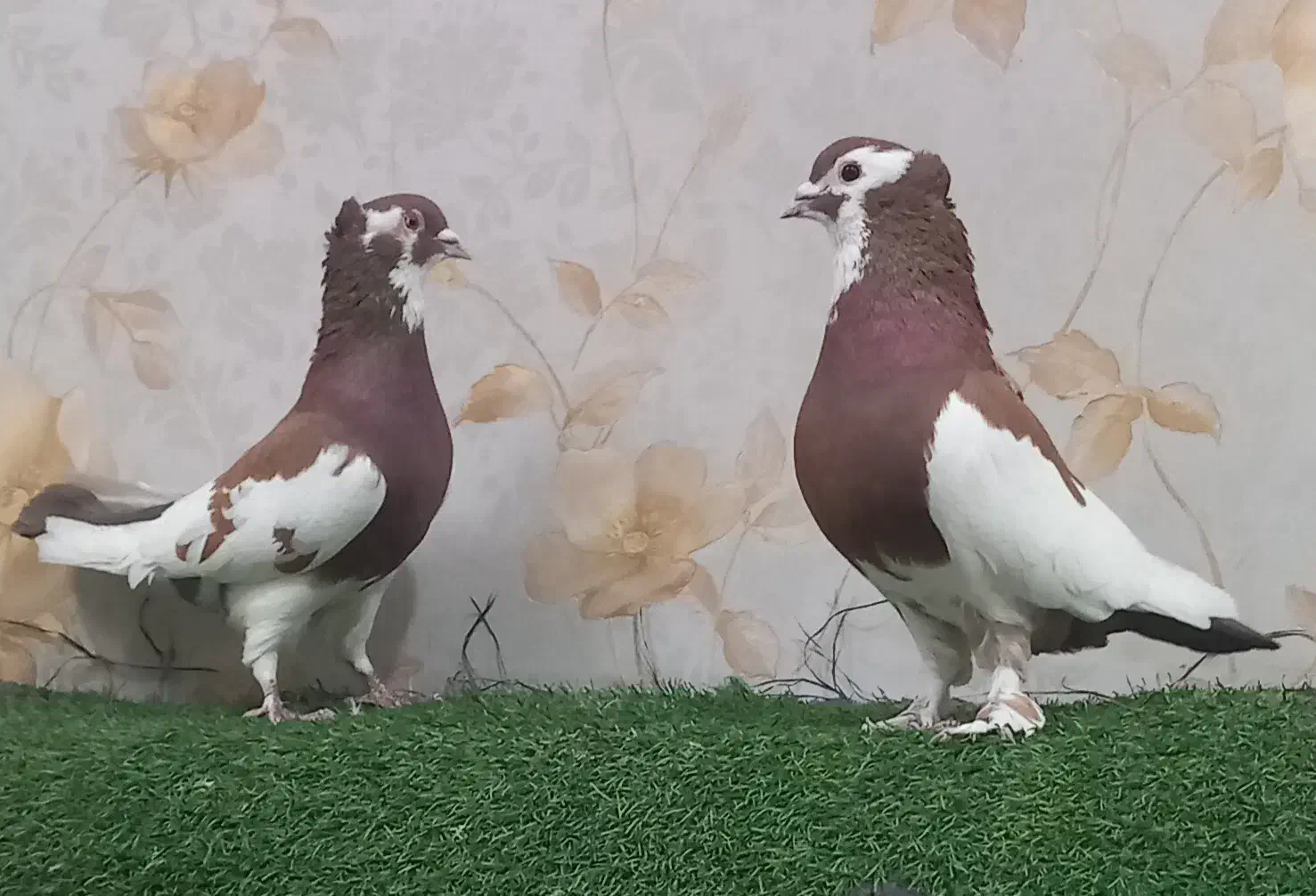 کفتر رنگی|پرنده|تهران, مسعودیه|دیوار