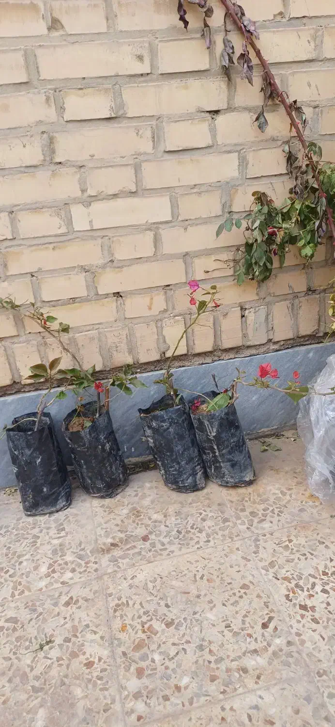 گل کاغذی|گل و گیاه طبیعی|اهواز, کوی مهدیس|دیوار