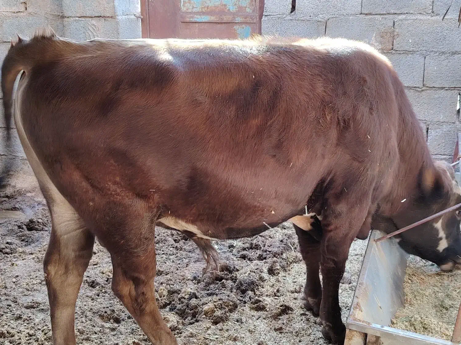 گوساله نر|حیوانات مزرعه|چترود, |دیوار