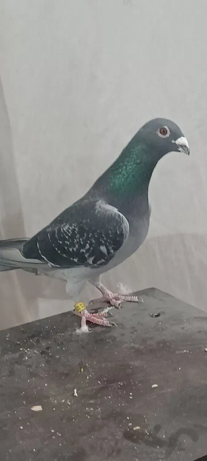 دوبر|پرنده|اردبیل, |دیوار