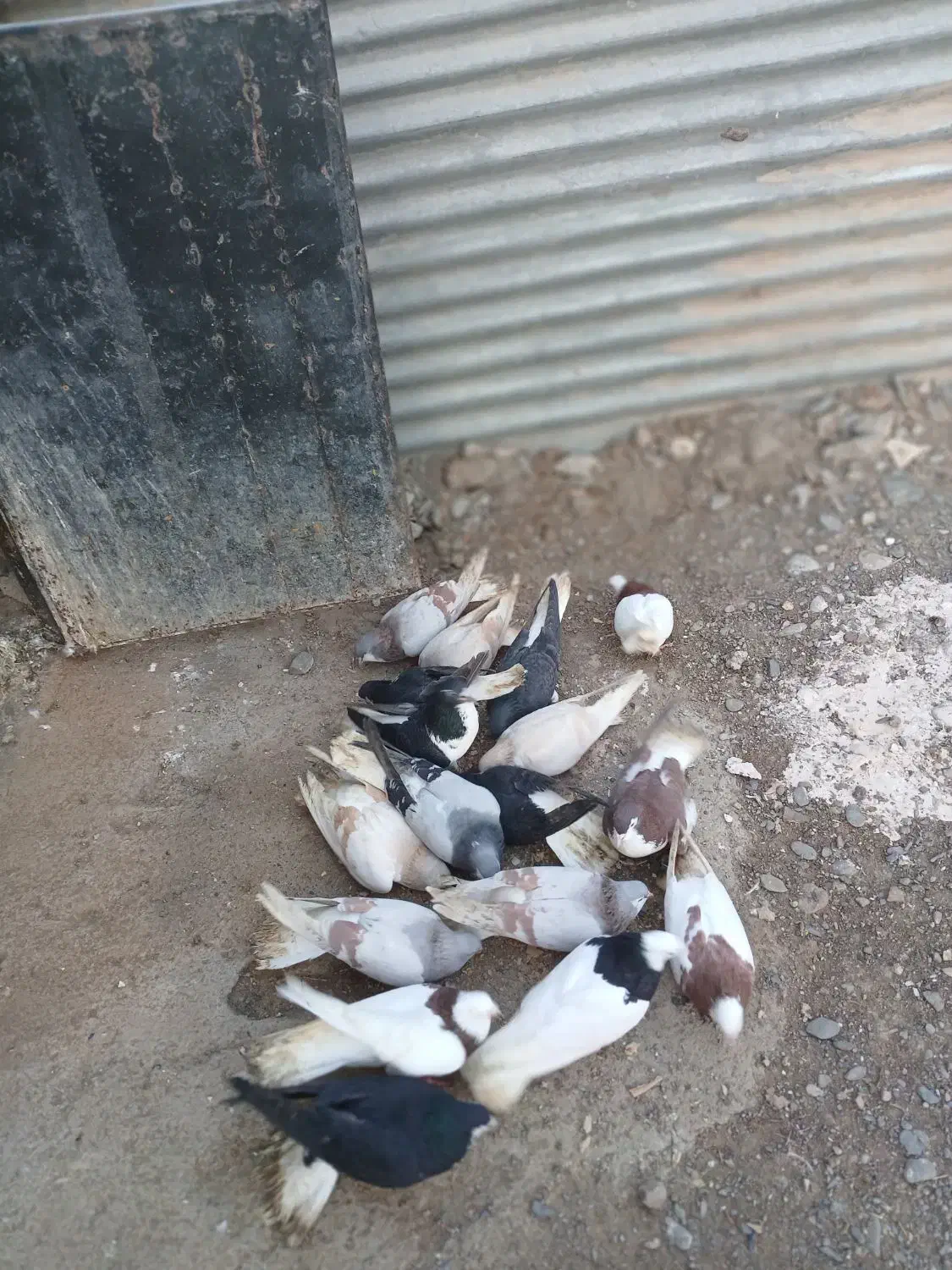 کفتر|پرنده|نیشابور, بنیاد شهید|دیوار