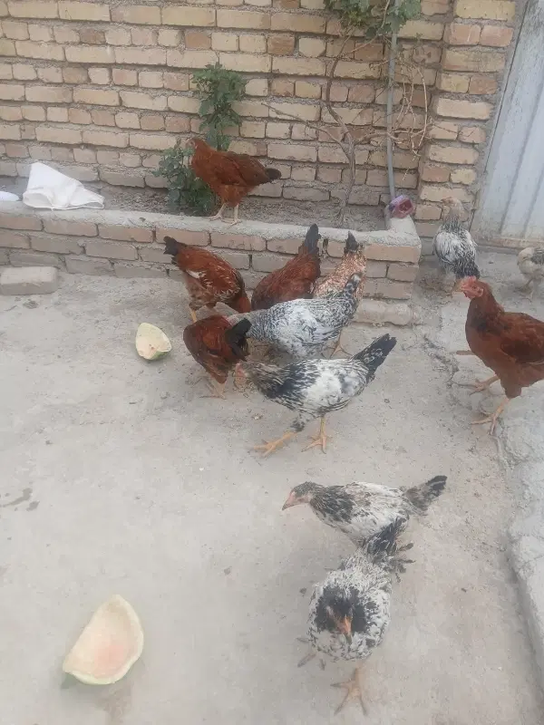 خروس|حیوانات مزرعه|ارومیه, |دیوار