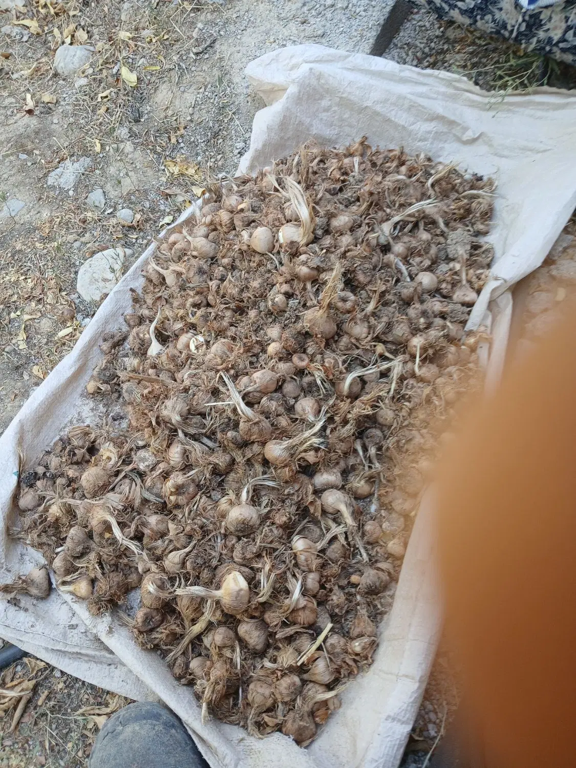 150|خوردنی و آشامیدنی|شیروان (خراسان), |دیوار