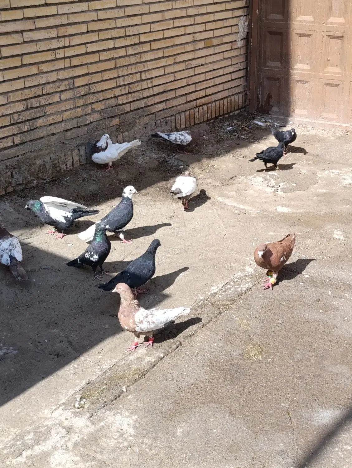 کفتر|پرنده|سیرجان, |دیوار
