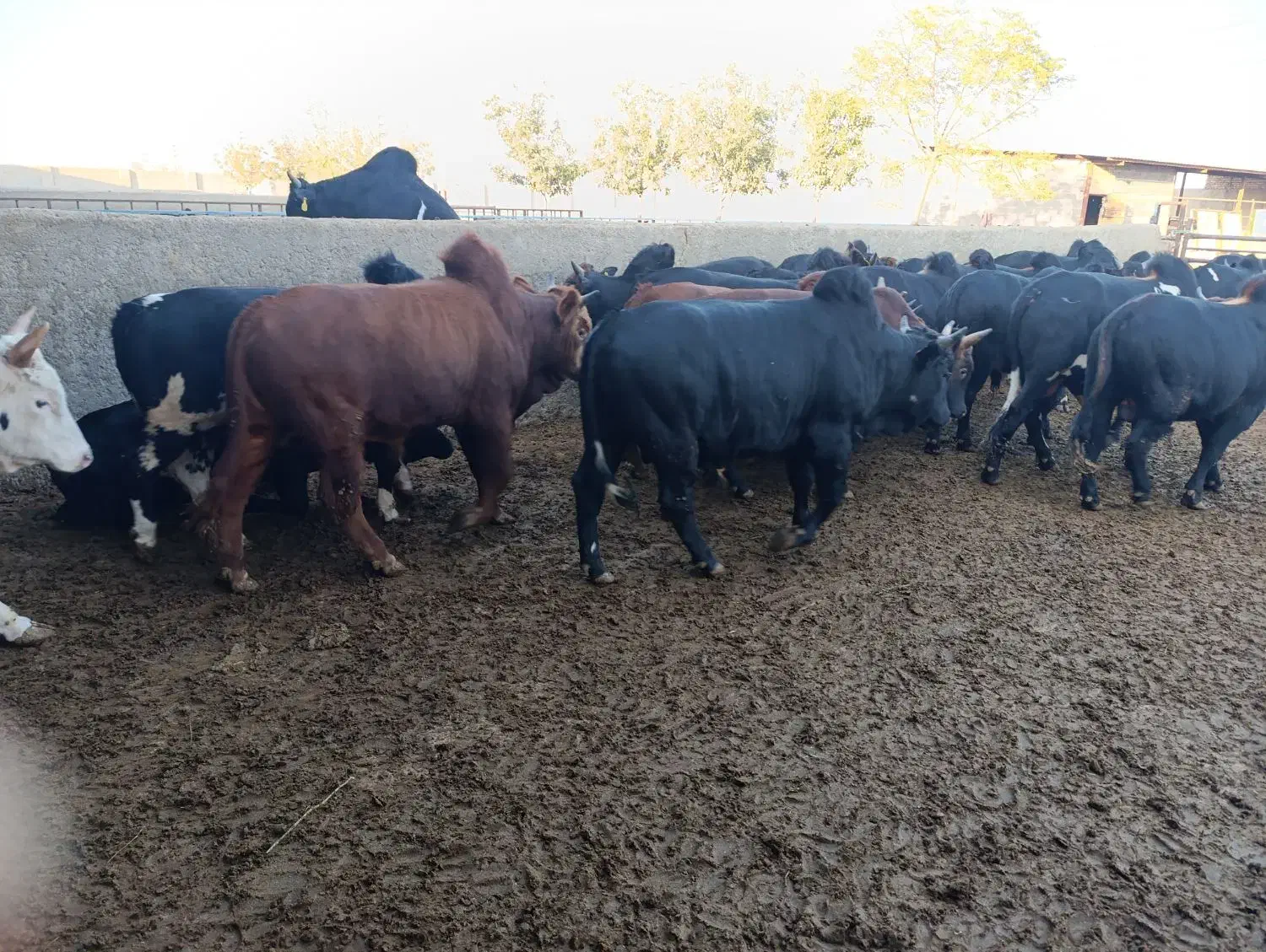 گوساله چاق سوپر|حیوانات مزرعه|پیشوا, |دیوار