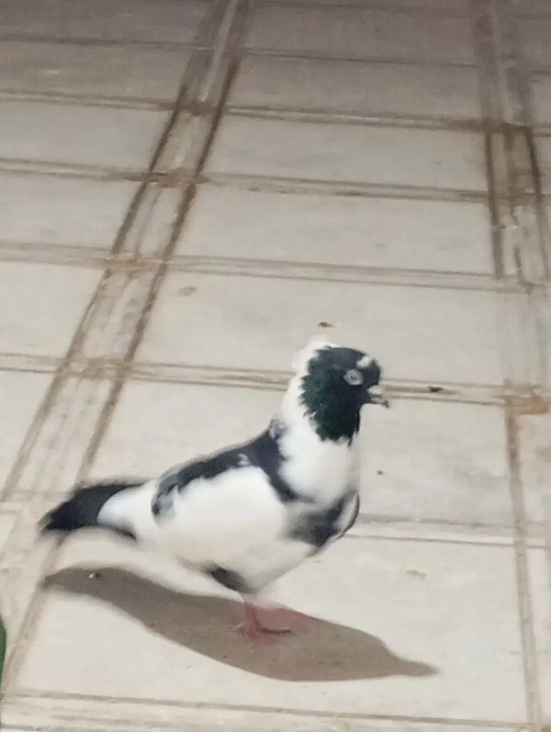 کبوتر|حیوانات|ایلام, |دیوار