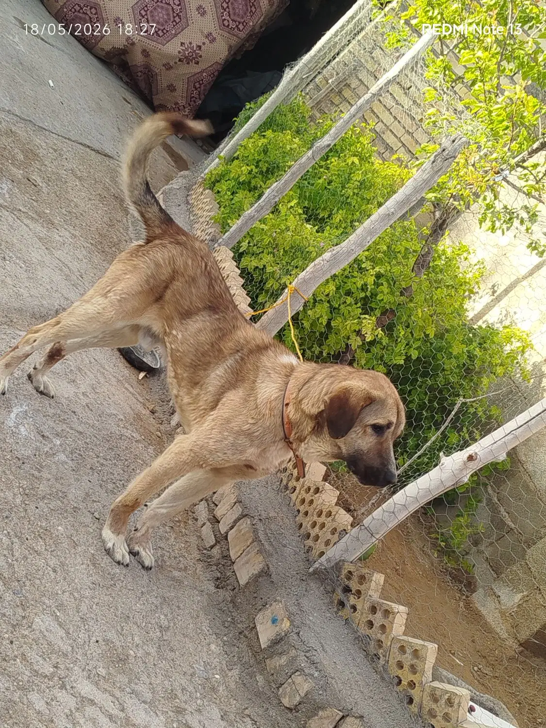 سگ پژدر|سگ|بیجار, |دیوار