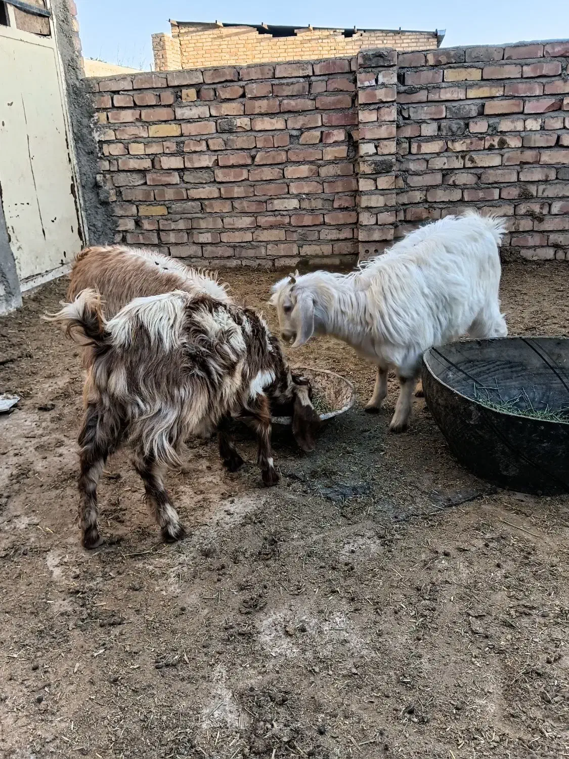 بزغاله|حیوانات مزرعه|نیشابور, ریوند|دیوار