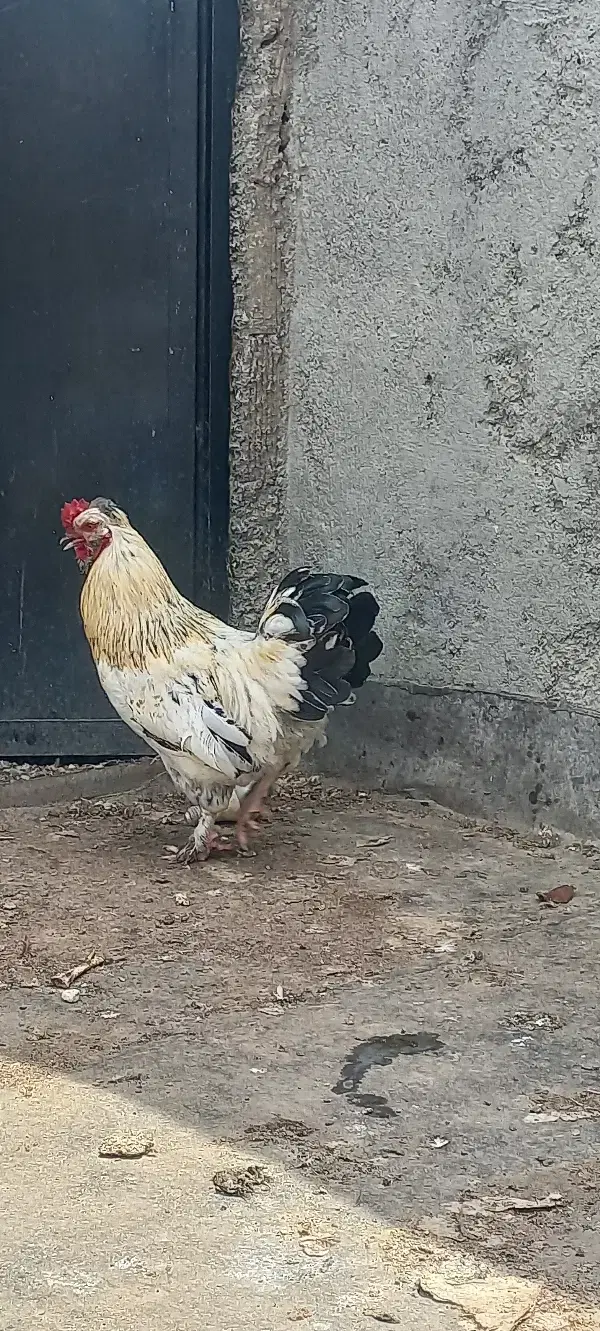 خروس|حیوانات مزرعه|مشهد, کشف|دیوار