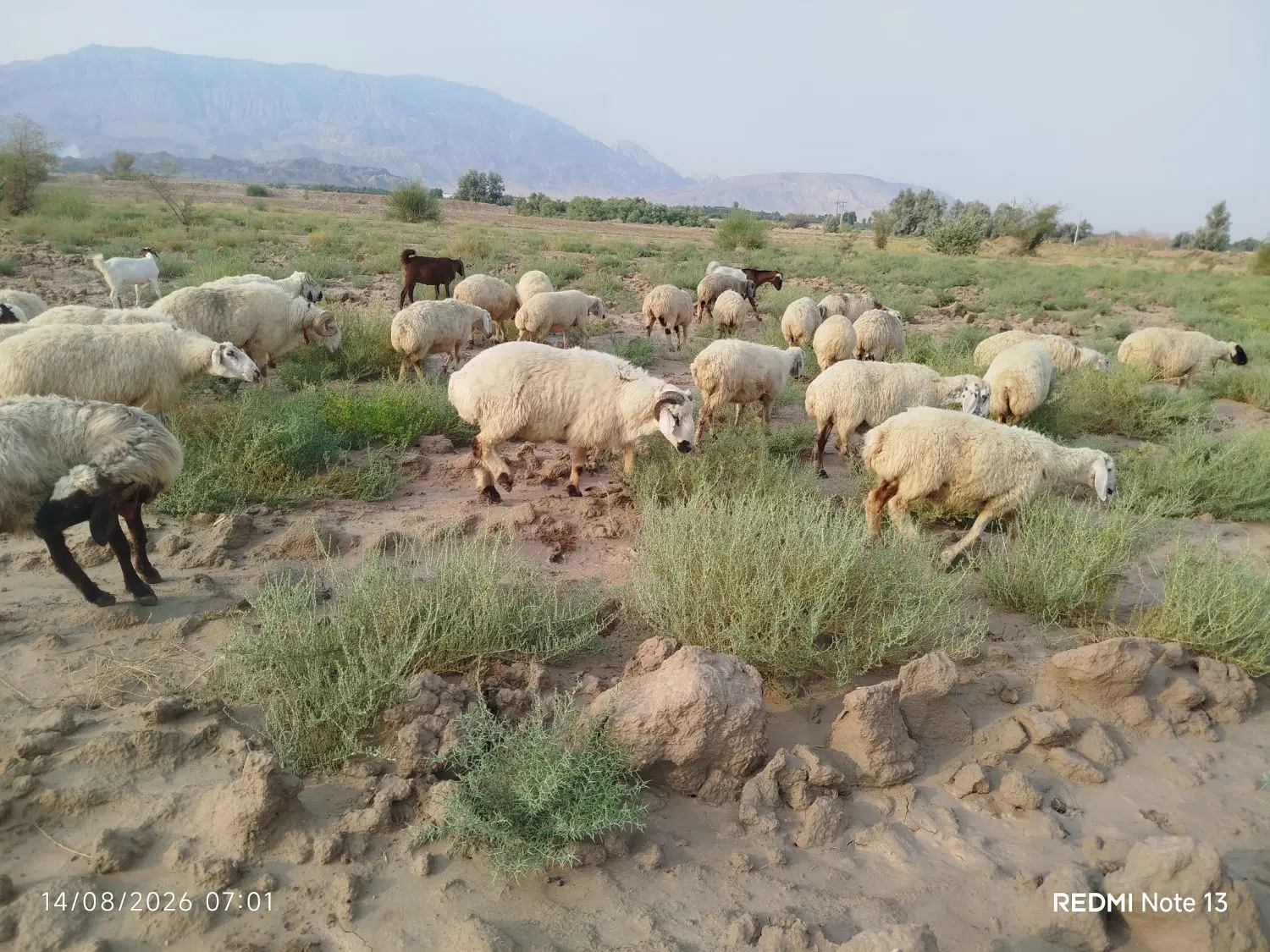 میش|حیوانات مزرعه|حاجی آباد, |دیوار