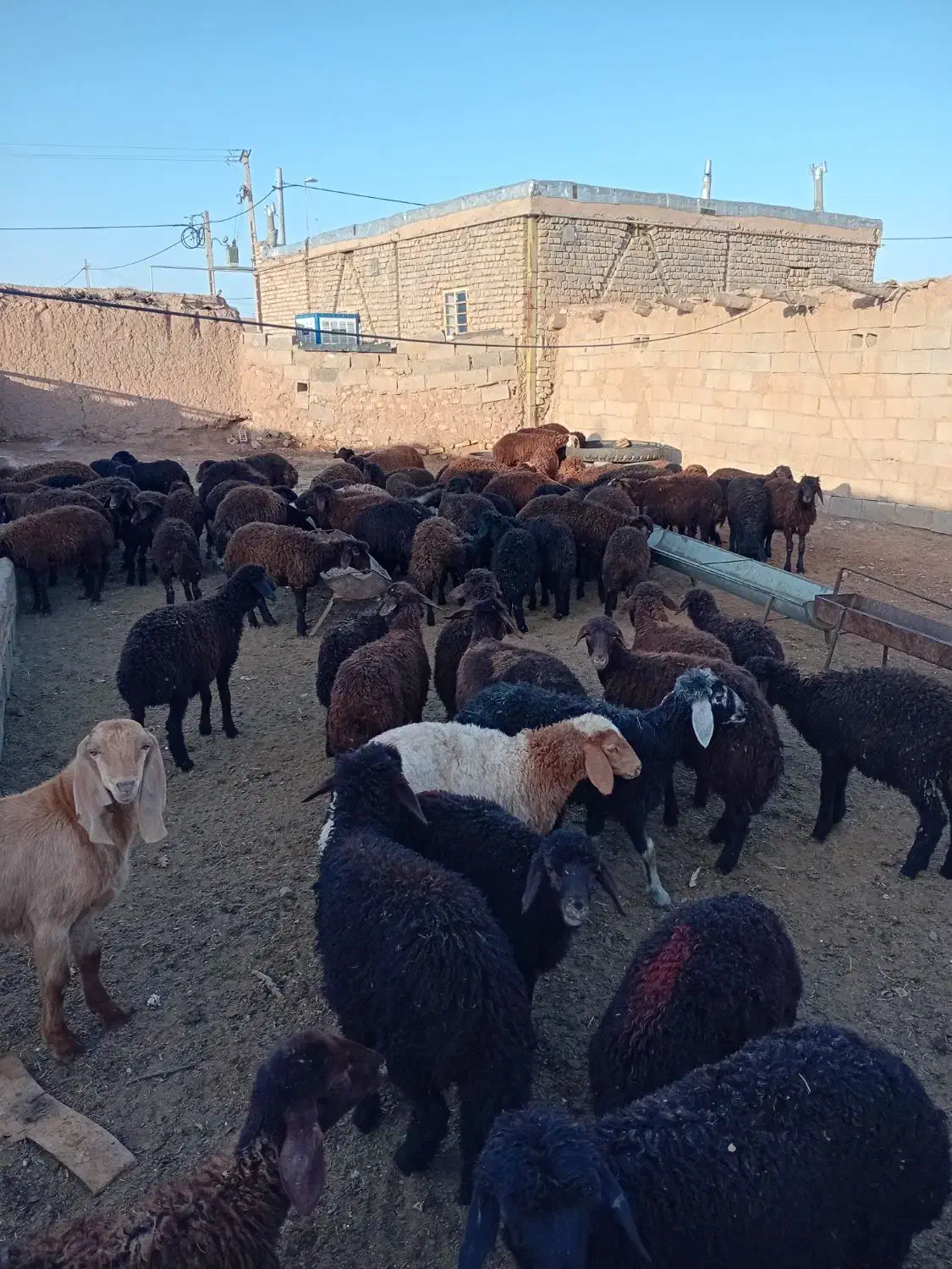 بره|حیوانات مزرعه|قاسمآباد (خواف), |دیوار