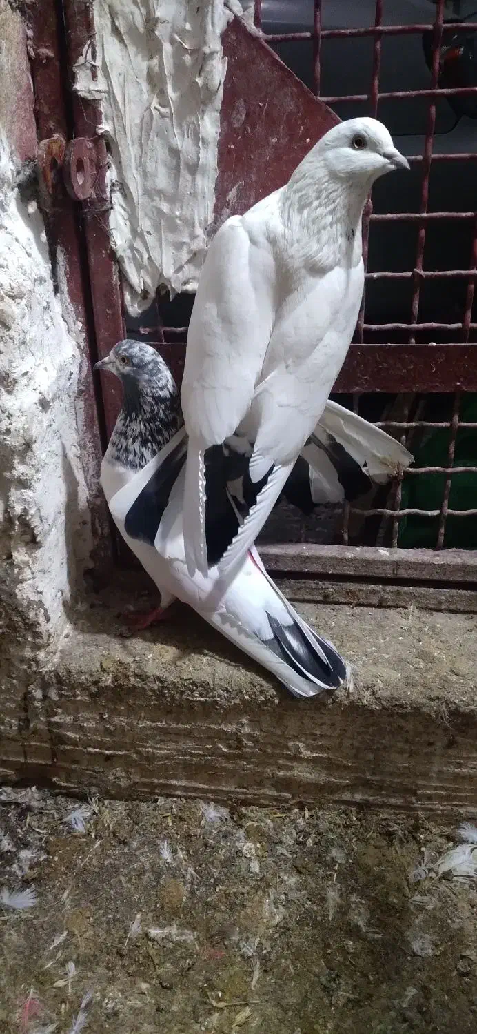 کبوتر|پرنده|گرگان, |دیوار