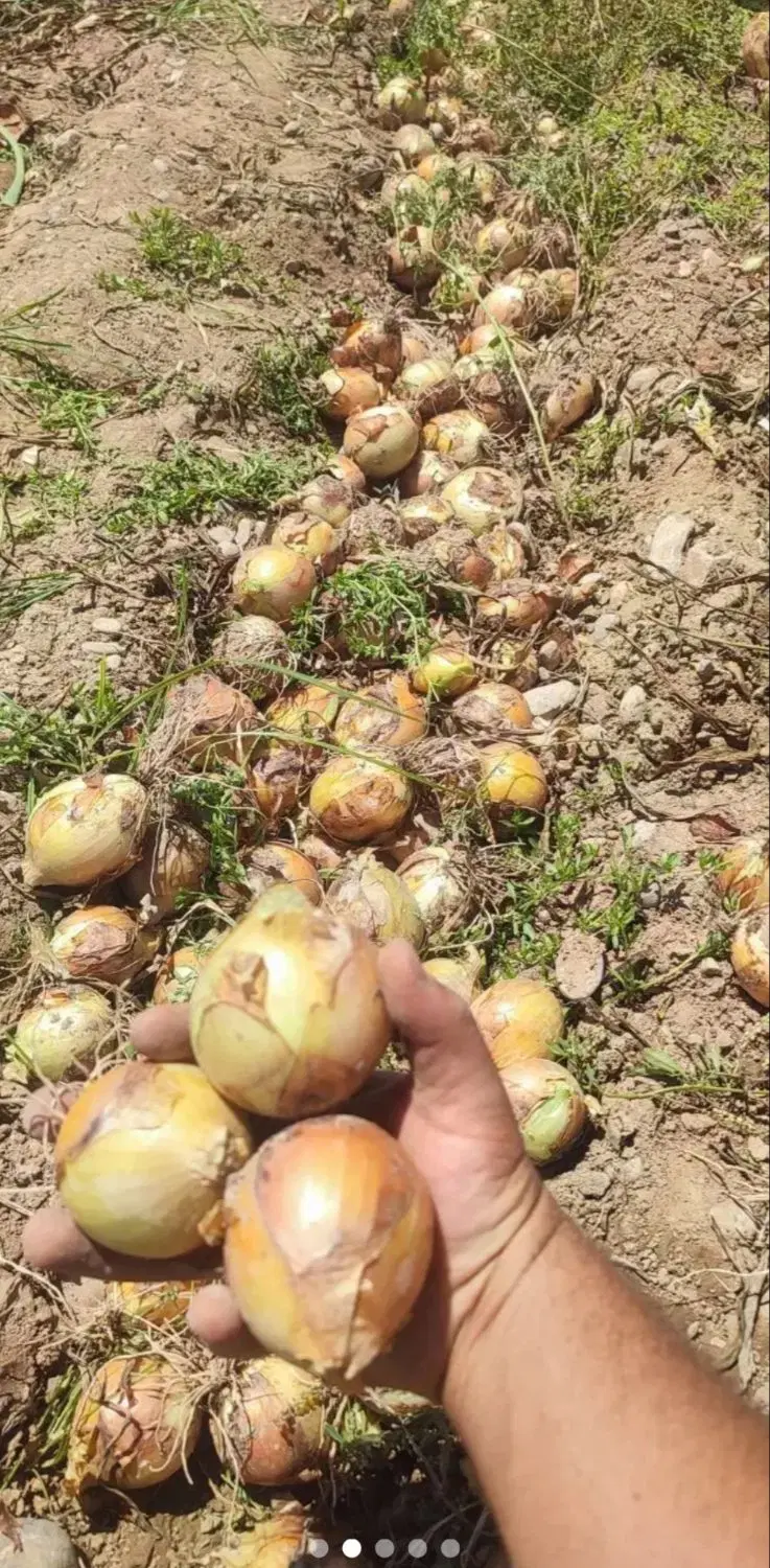 خیار|خوردنی و آشامیدنی|اصفهان, مسجد مصلی|دیوار