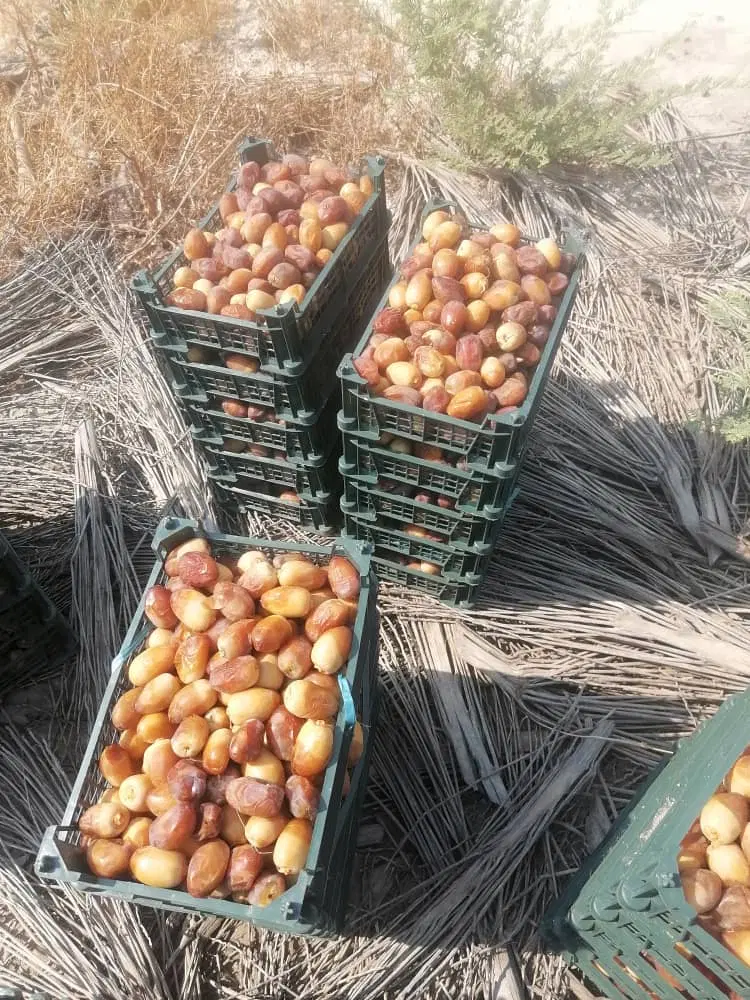 رطب|خوردنی و آشامیدنی|برازجان, |دیوار