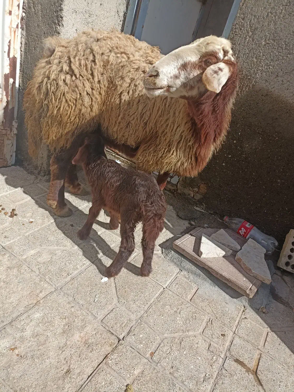 میش وبره|حیوانات مزرعه|مشهد, همت آباد|دیوار