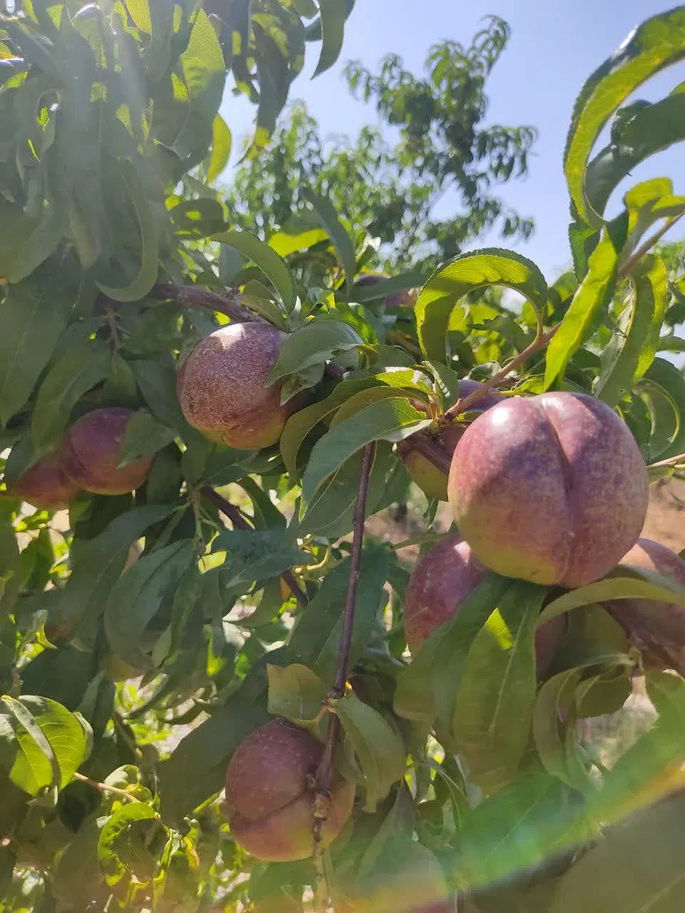 باغ میوه بهترین لوکیشن مارکده/معاوضه باخودرو - Widok 3