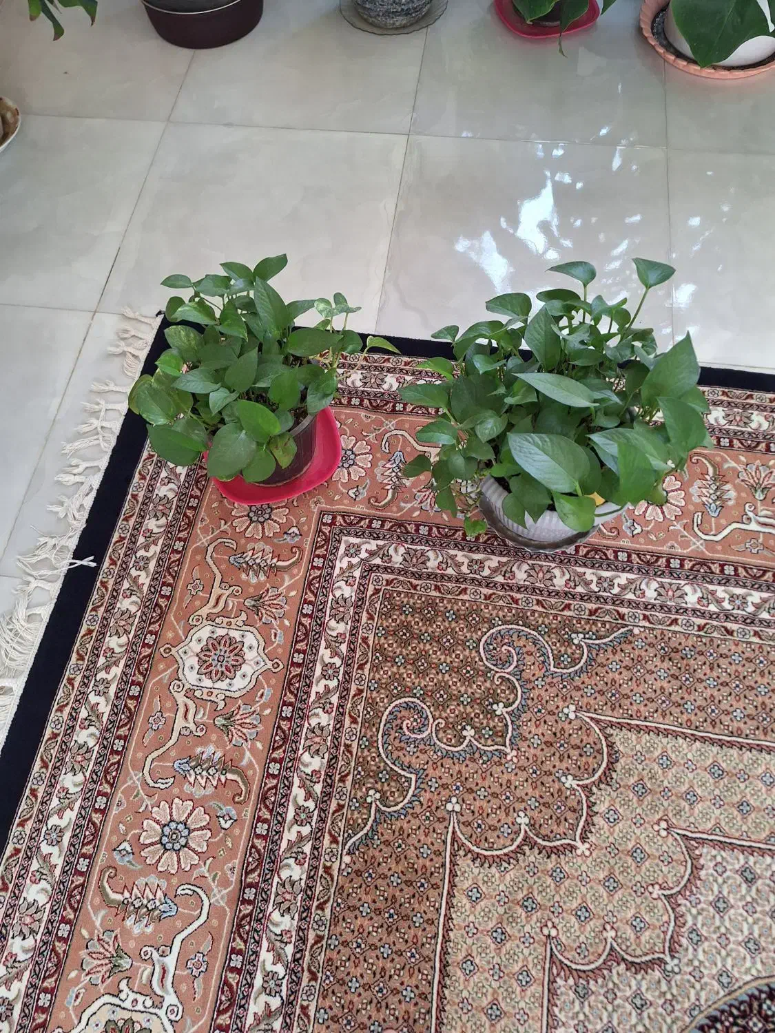 پتوس|گل و گیاه طبیعی|بجنورد, |دیوار