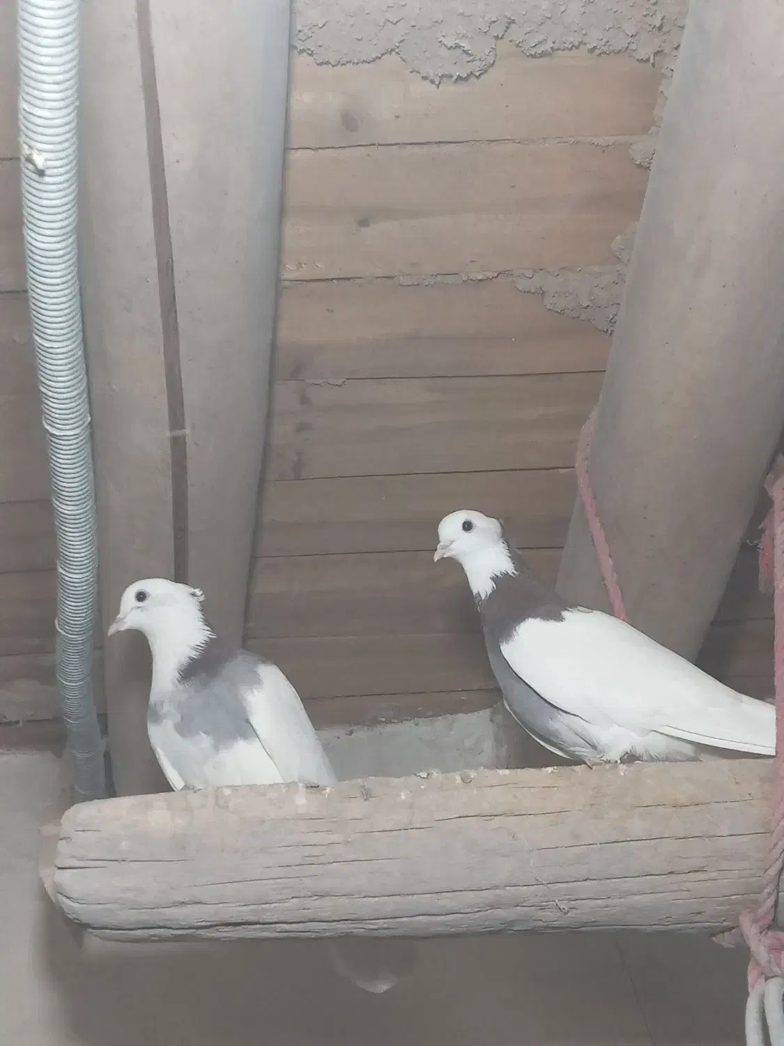 طوقی|پرنده|اسفراین, |دیوار