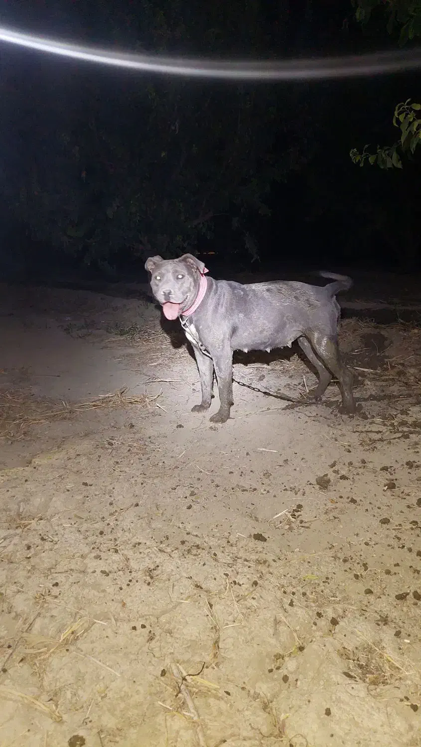 پیتبول|سگ|محمدیار, |دیوار