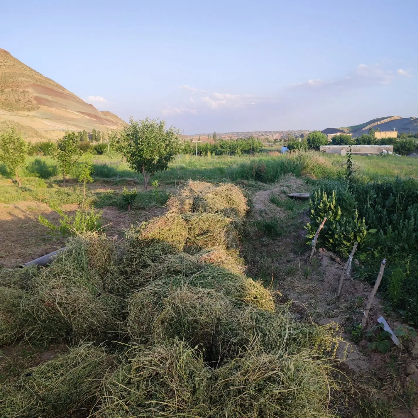 یونجه|خوردنی و آشامیدنی|خواجه, |دیوار