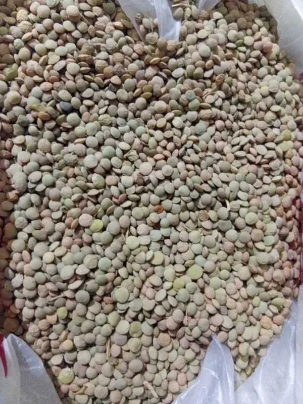 عدس|خوردنی و آشامیدنی|قوچان, |دیوار