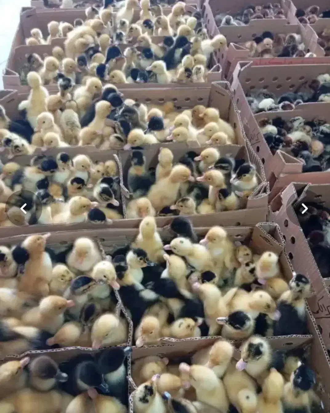 پخش عمده انواع جوجه مرغ و اردک|حیوانات مزرعه|تهران, دروازه شمیران|دیوار