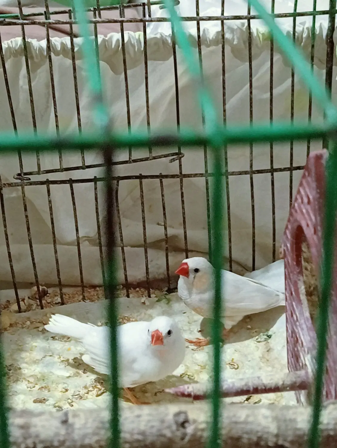 فنچ|پرنده|خرمشهر, |دیوار