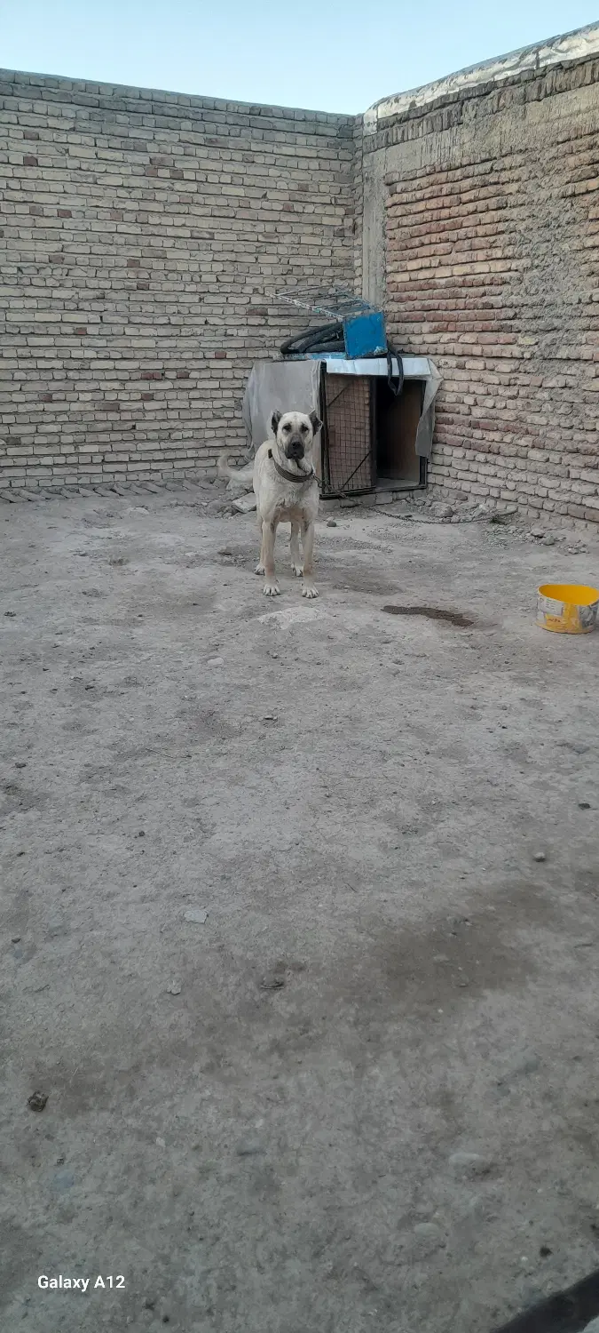سگ ماده|سگ|اردبیل, |دیوار