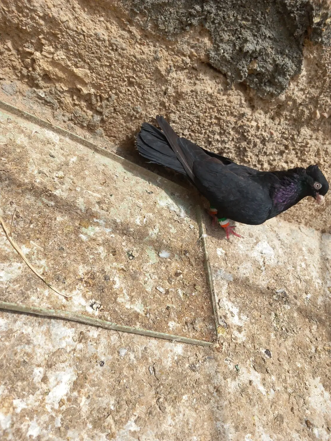 کفتر|پرنده|زرین دشت (فارس), |دیوار
