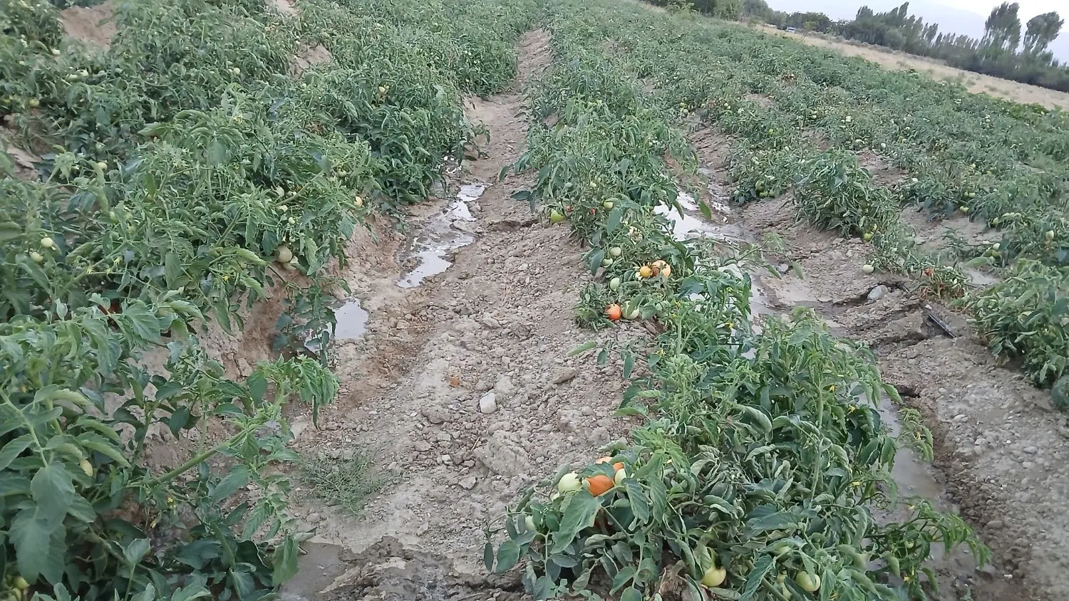 گوجه|خوردنی و آشامیدنی|سلماس, |دیوار
