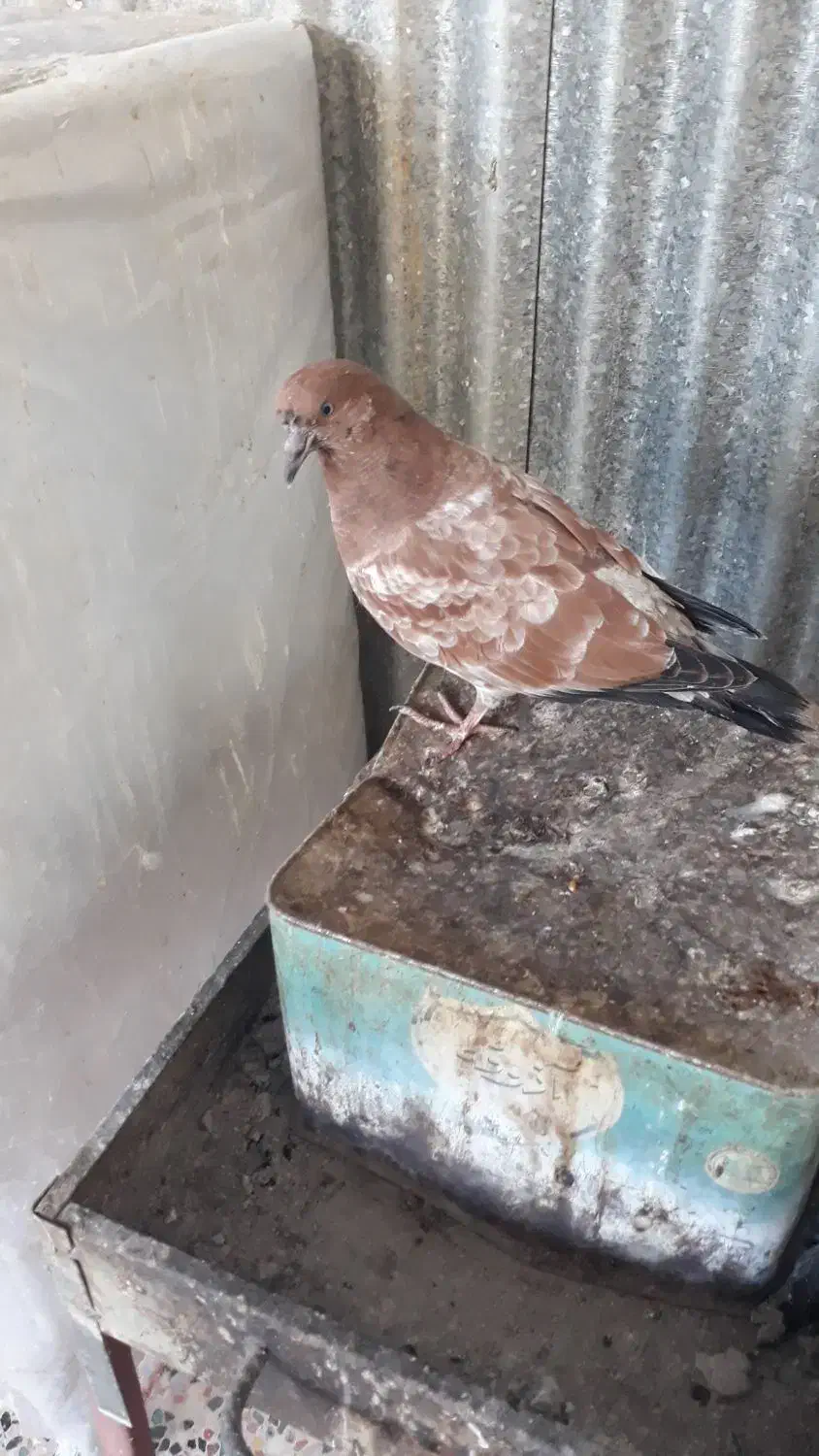 کبوتر|پرنده|ایذه, |دیوار