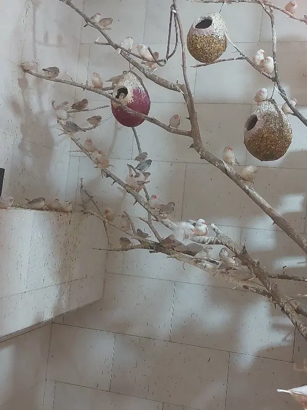 پرنده|پرنده|بوشهر, |دیوار
