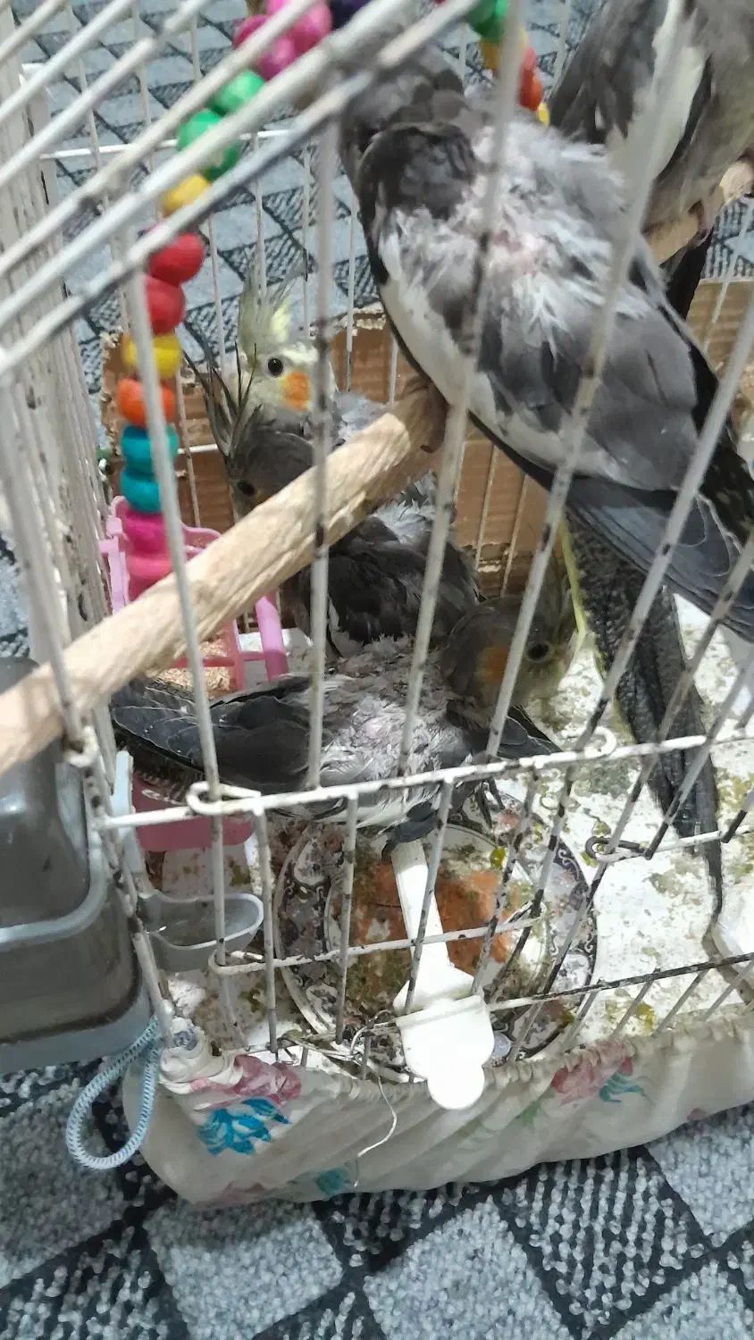 عروس هلندی|پرنده|نیشابور, سرآب کوشک|دیوار