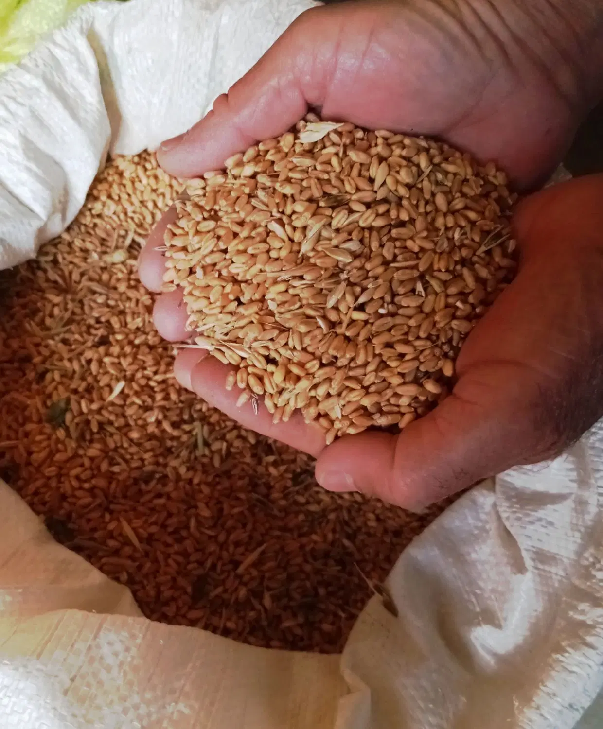 گندم|خدمات باغبانی و درختکاری|تربت جام, حافظ|دیوار