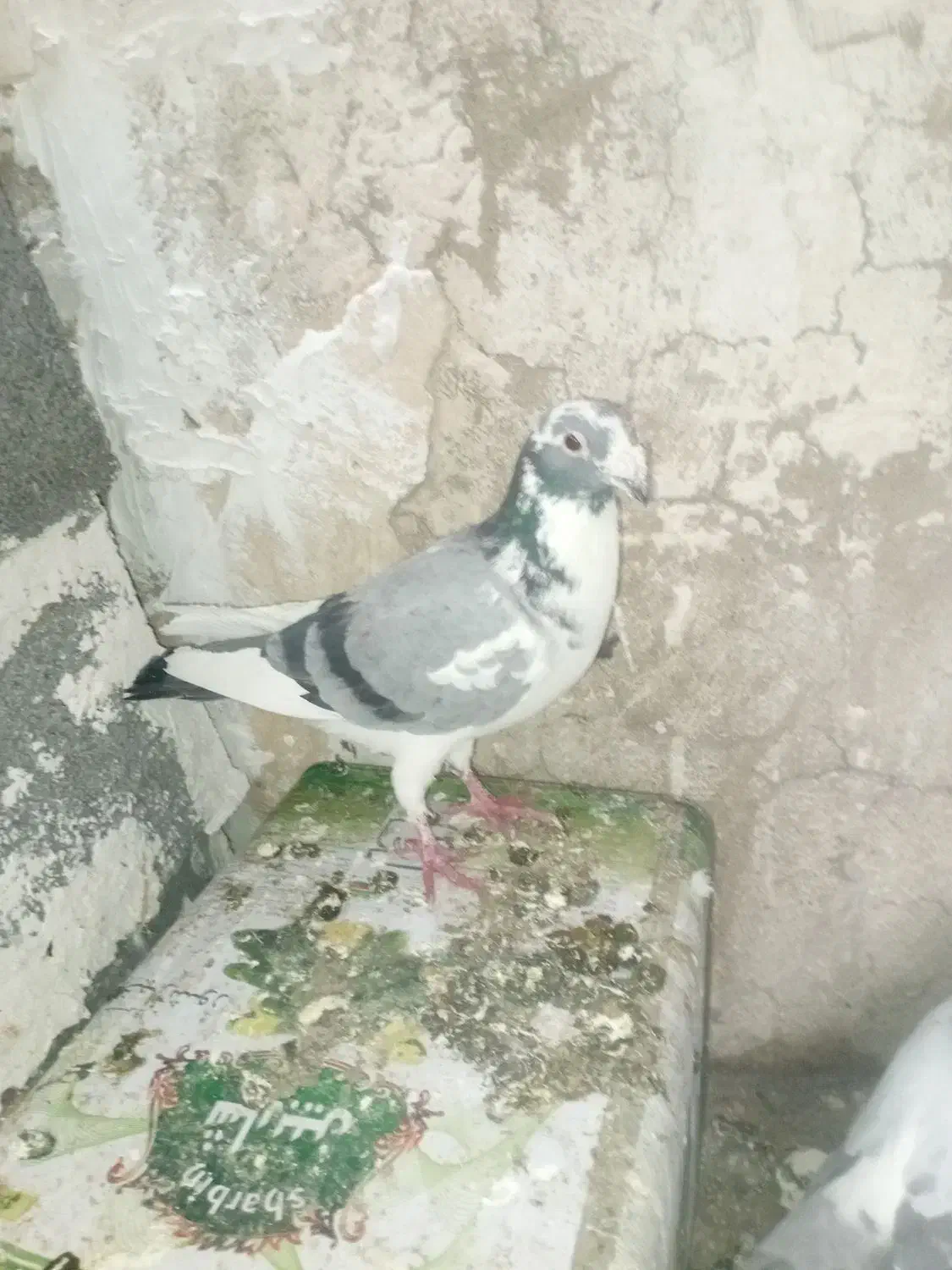 قره|پرنده|شیراز, جوادیه|دیوار