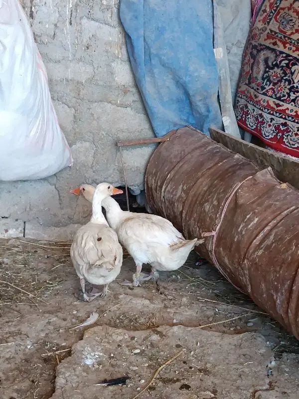 غاز|حیوانات مزرعه|سوری, |دیوار