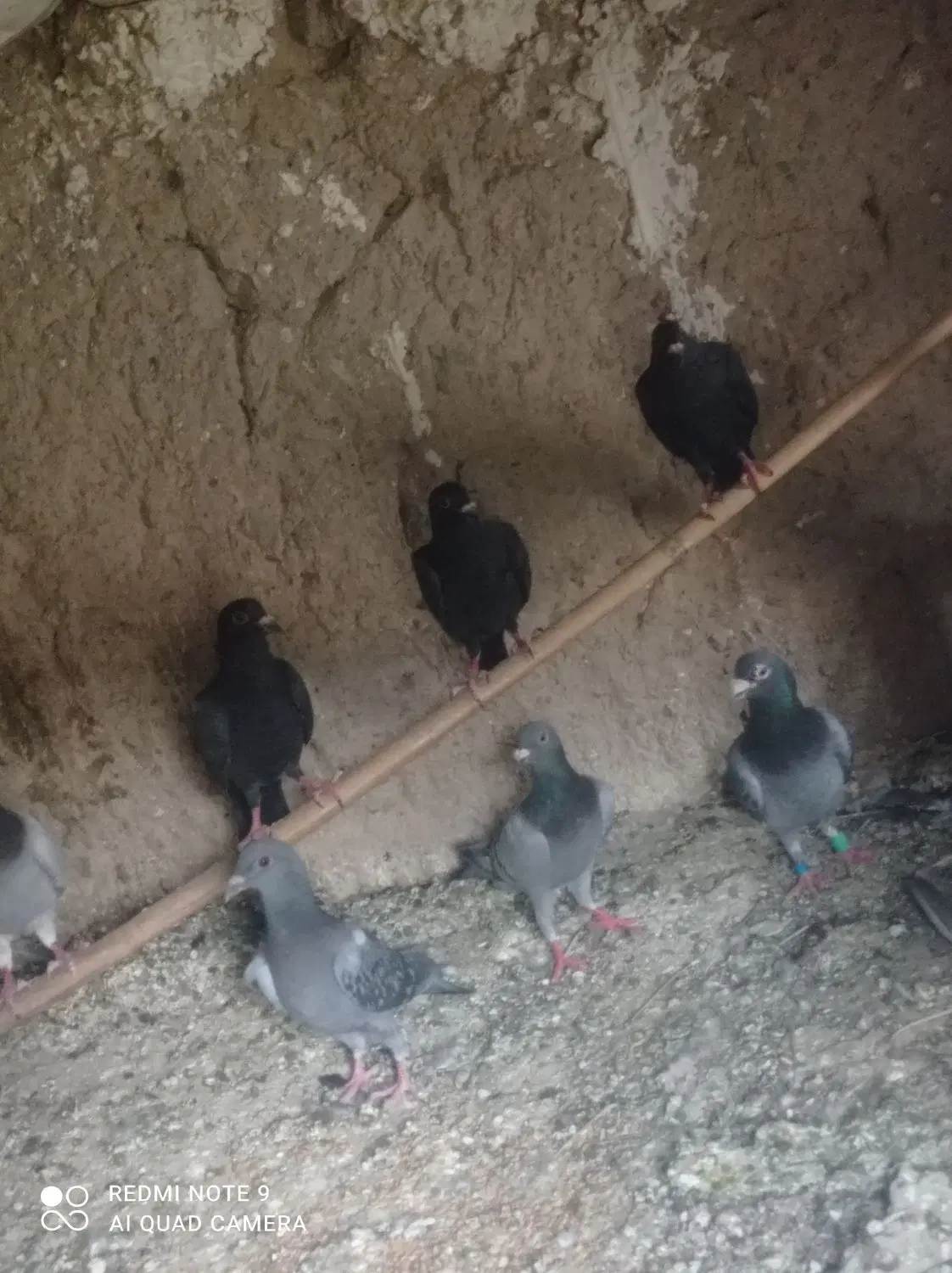 کفتر|پرنده|سراوان, |دیوار