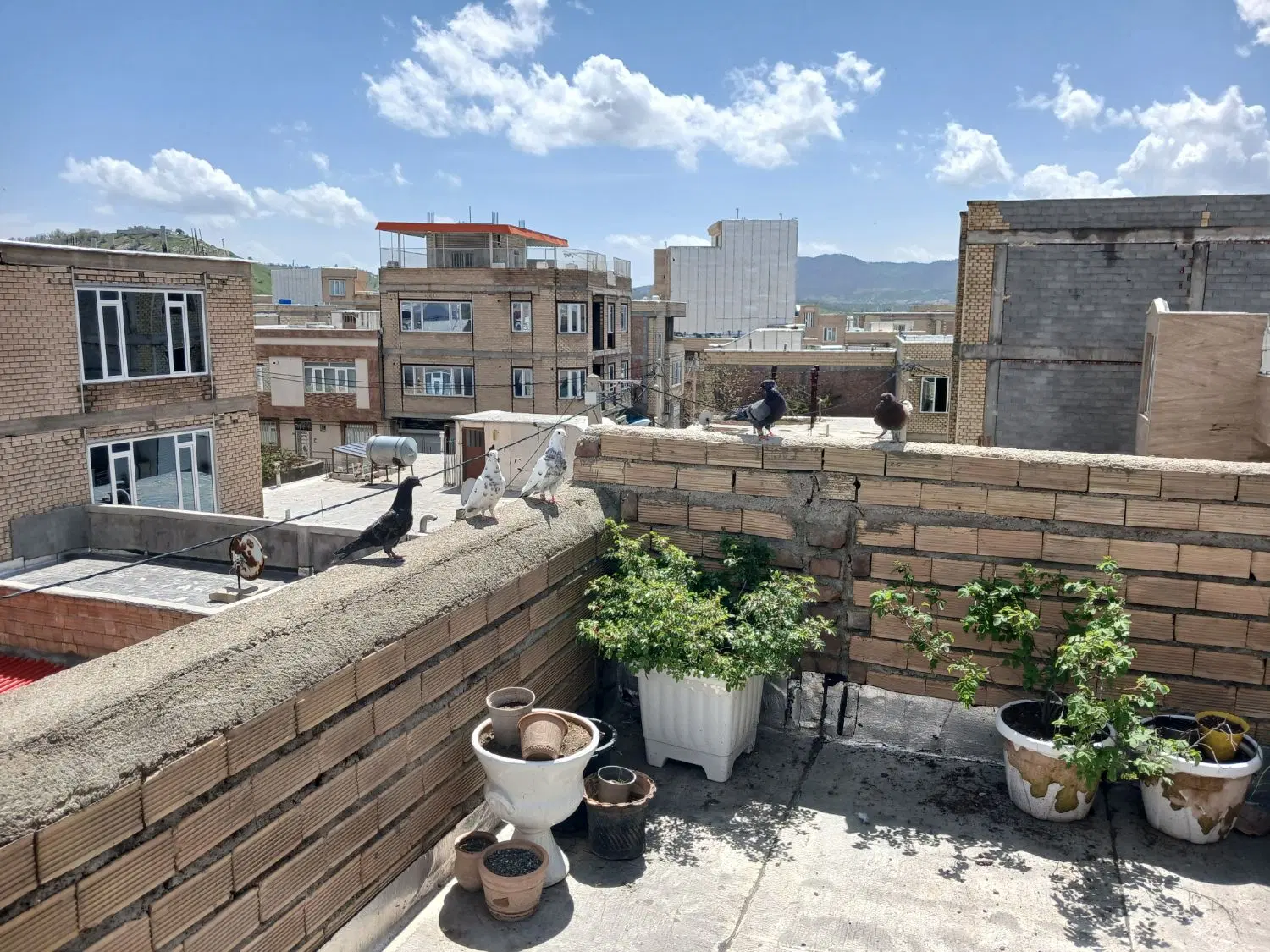 کبوتر|پرنده|بانه, |دیوار