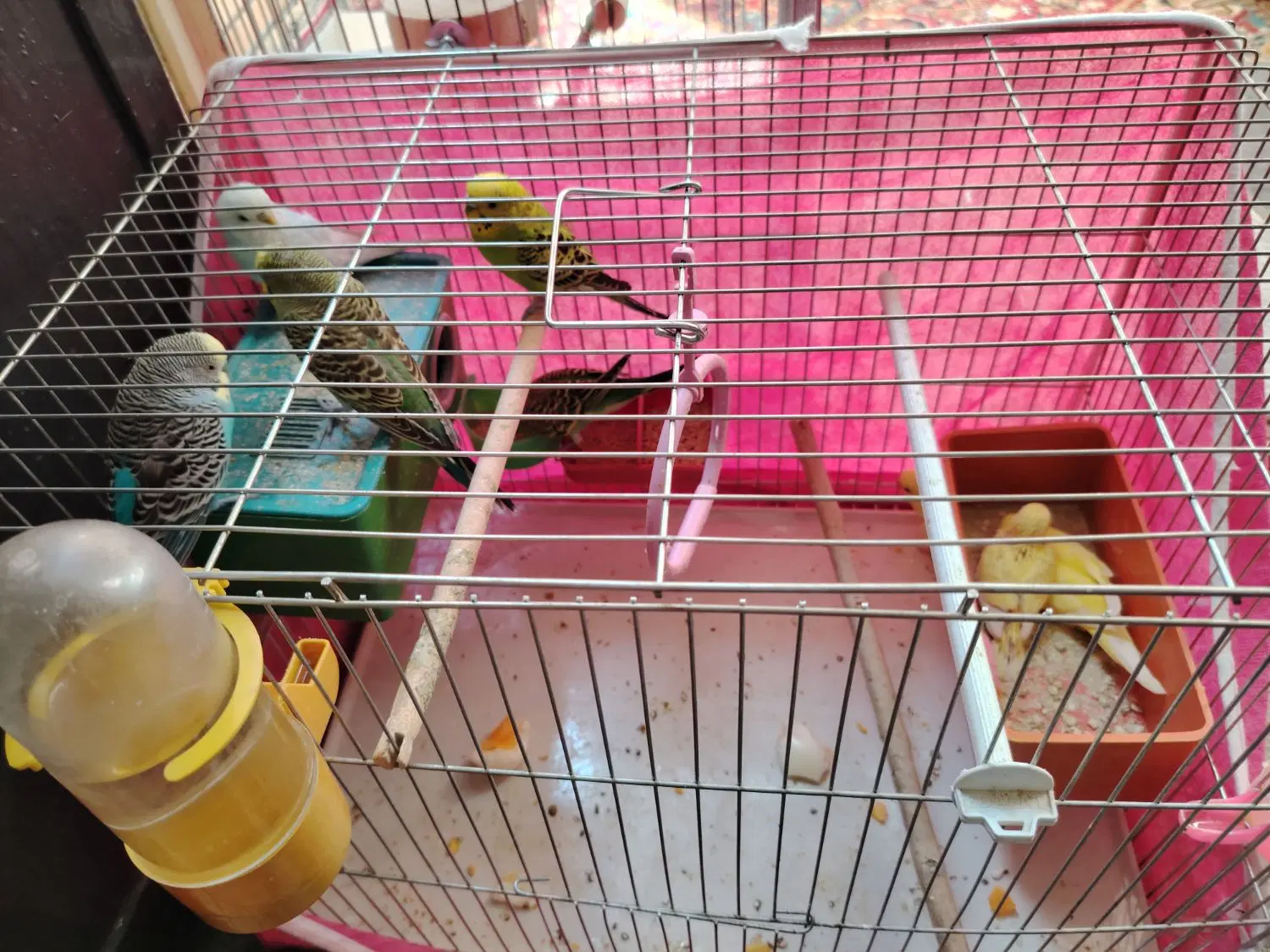 مرغ عشق|پرنده|اصفهان, پوریای ولی|دیوار