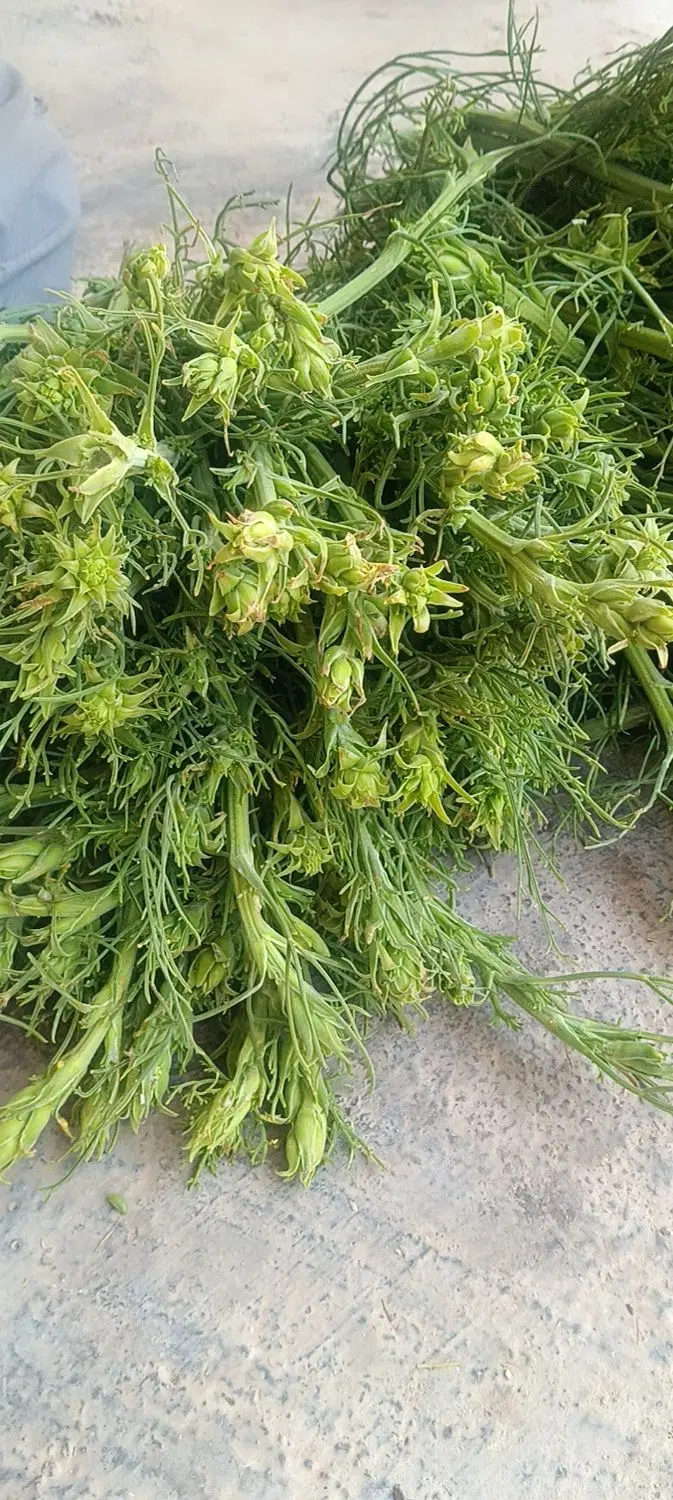 گلچنور|گل و گیاه طبیعی|دشت ذهاب, |دیوار