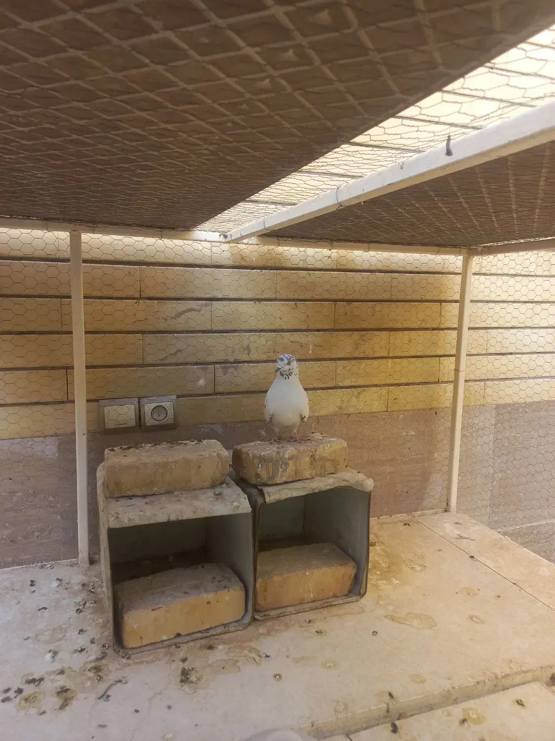 کفتر|پرنده|زارچ, |دیوار