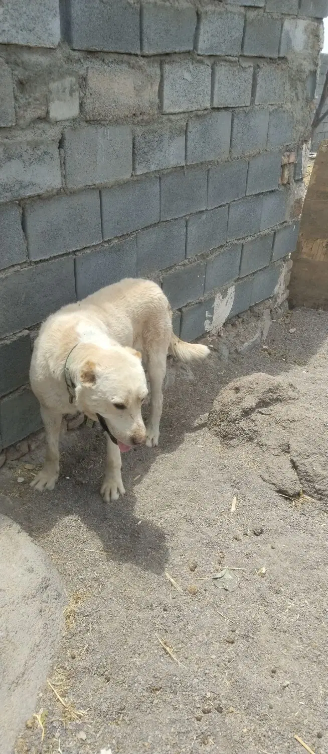 سگ گله|سگ|سده (خراسان جنوبی), |دیوار