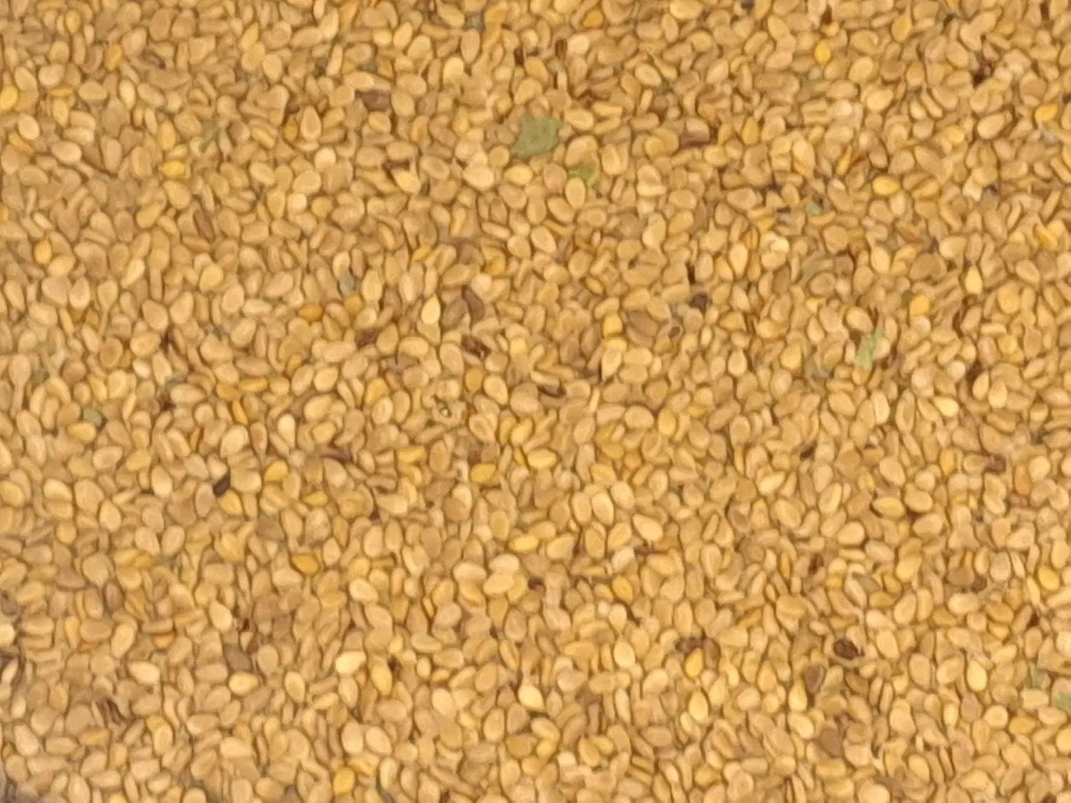 کنجد|خوردنی و آشامیدنی|خان ببین, |دیوار
