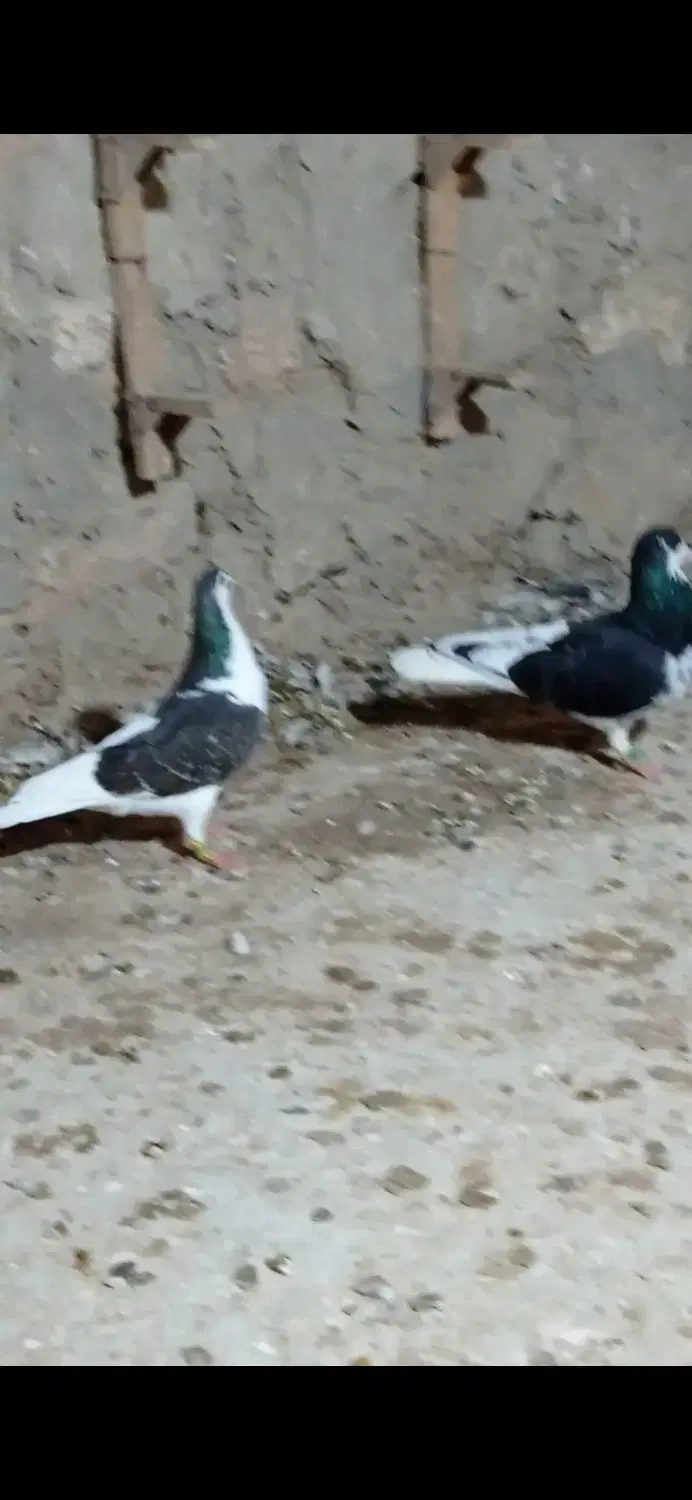 رنگی|پرنده|شیراز, حومه شیراز|دیوار