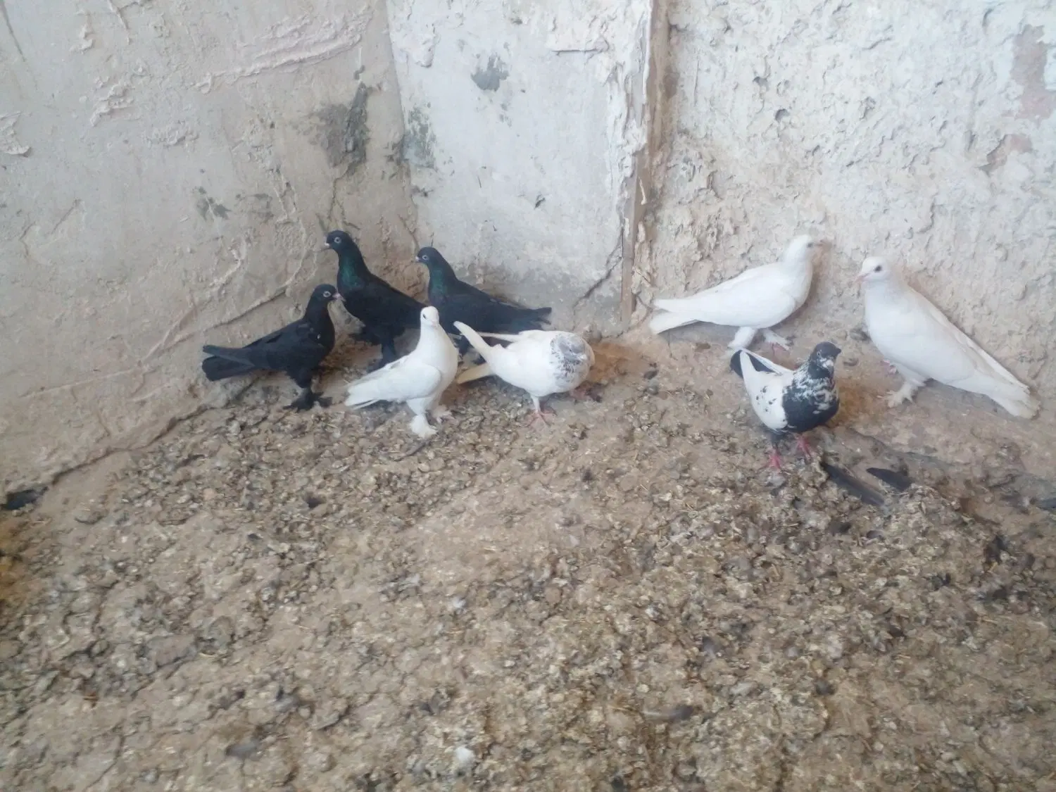 کبوتر|پرنده|بستان آباد, |دیوار
