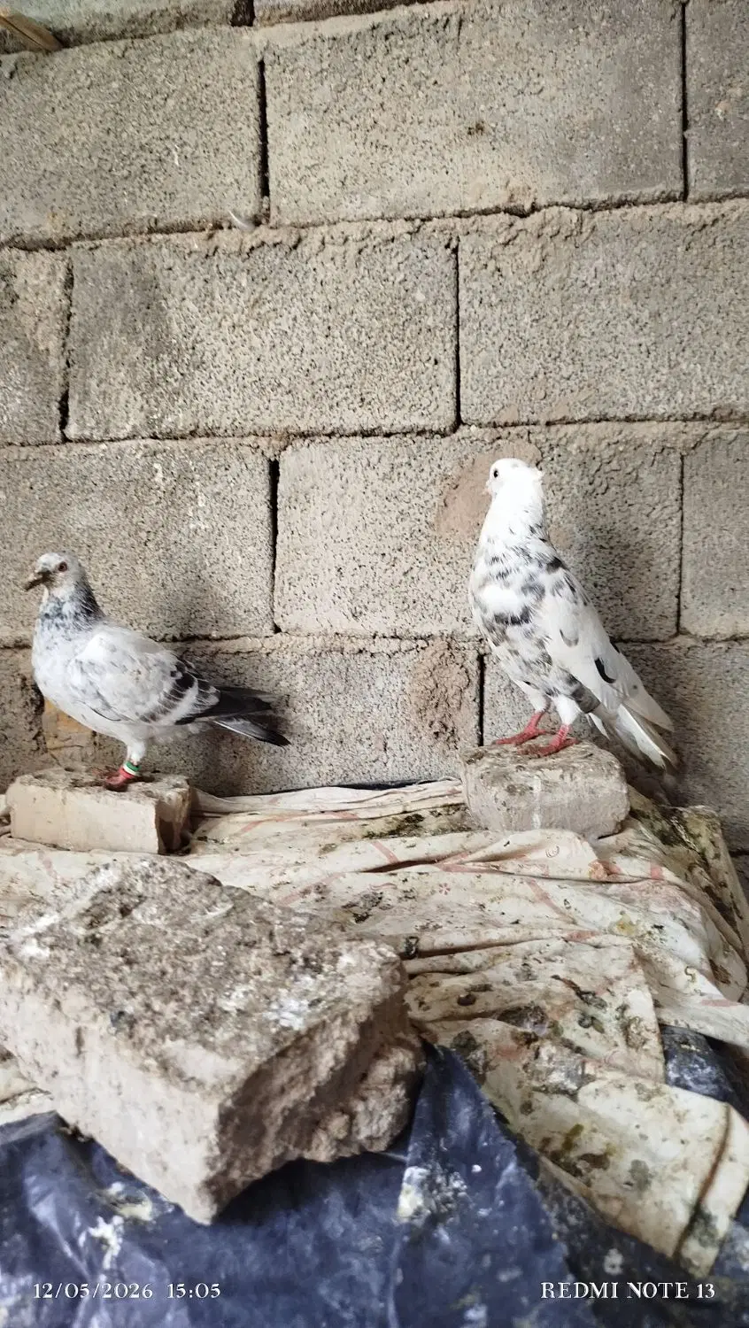 کبوتر|پرنده|سملقان, |دیوار