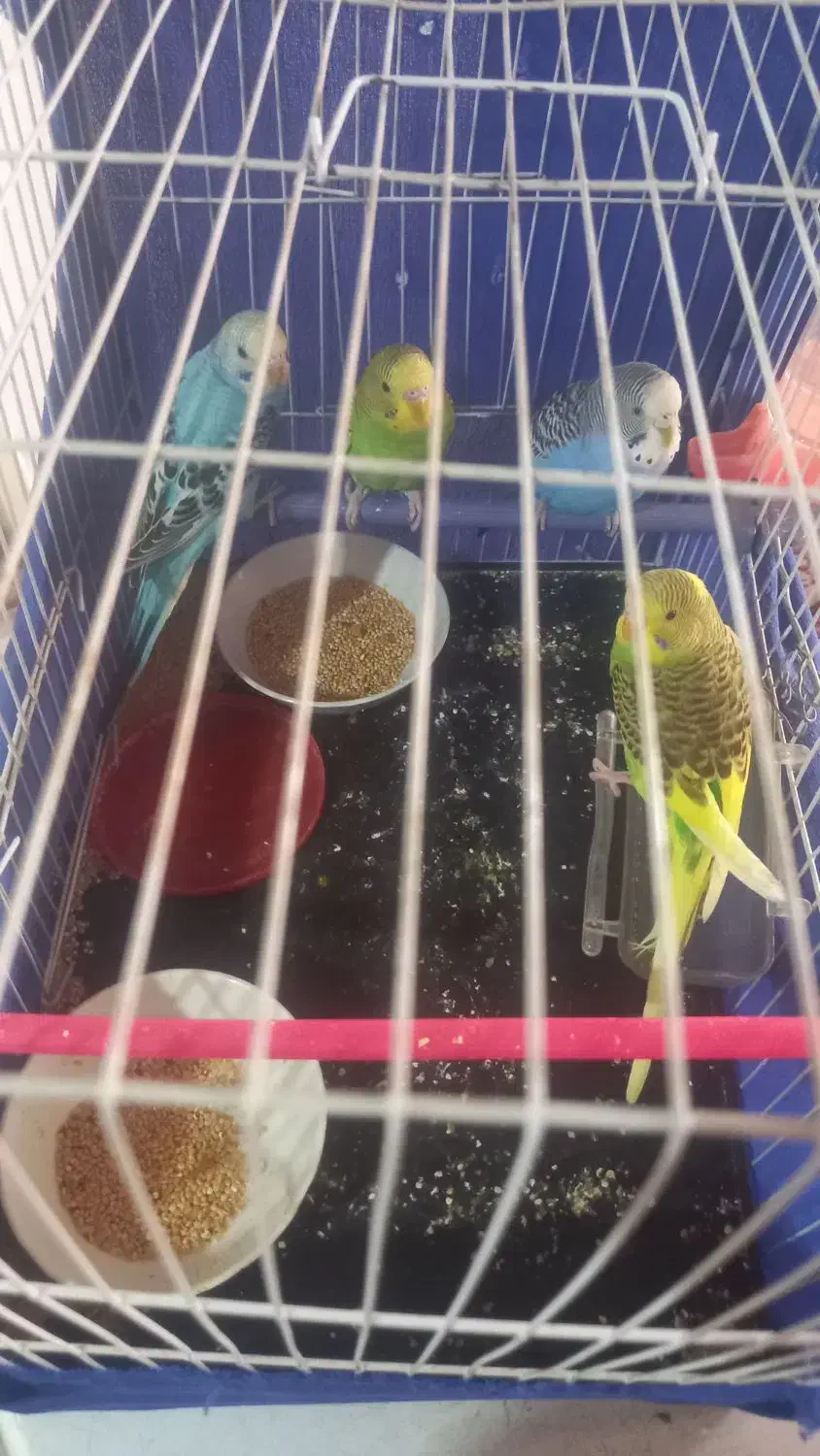 چهار عدد|پرنده|مشهد, خرمشهر|دیوار